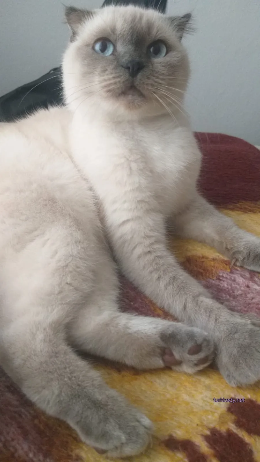 Kedi #3993